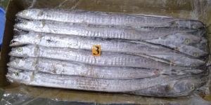Frozen Ribbon Fish