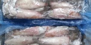 Frozen Squid Fish