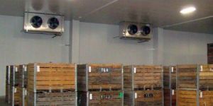 Frozen Chicken Cold Room