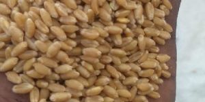 Grade B Wheat