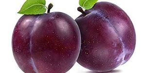 Fresh Plum