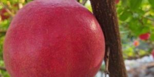 Fresh Pomegranate