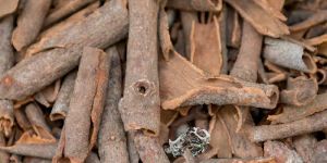 Cinnamon Stick