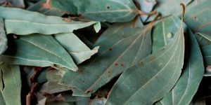 Dry Bay Leaves