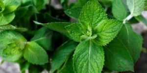 Fresh Mint Leaves