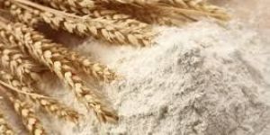 Wheat Flour
