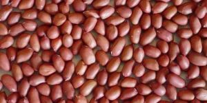 Groundnut Bold