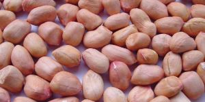 Groundnut Java