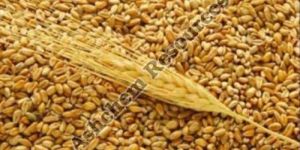 Raw Wheat Seeds