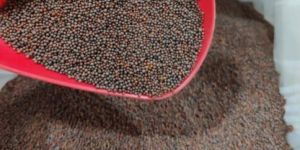 Black Mustard Seeds
