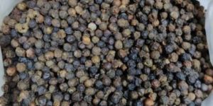Black Pepper Seeds