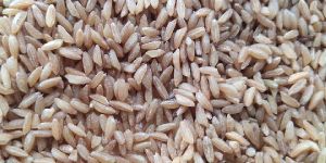 Emmer Wheat Seeds