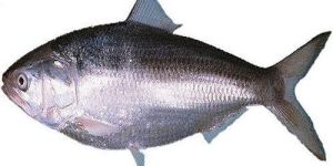Fresh Hilsa Fish