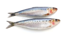 Fresh Sardine Fish