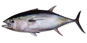 Fresh Tuna Fish