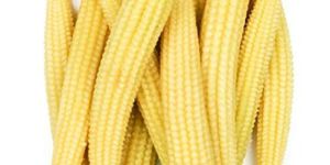 Baby Corn
