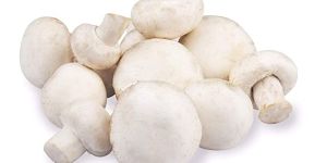 Fresh Mushroom