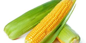 Sweet Corn
