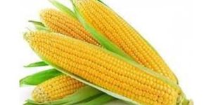 Fresh Yellow Corn