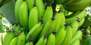 Fresh Green Banana