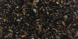 Black Rice