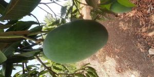 Fresh Gir Kesar Mango