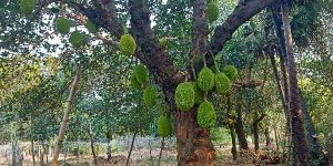Jackfruit