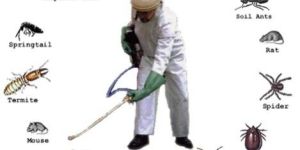 Pest Control Services