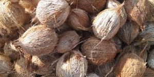 Semi Husked Coconuts