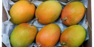 Alphonso Mangoes