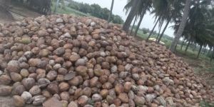 20 Ton of Coconut for Sale