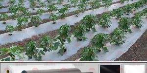 Mulch Film