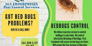 Bed Bug Pest Control