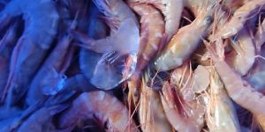 Frozen Prawns