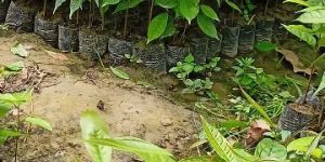 Contract Farming Service