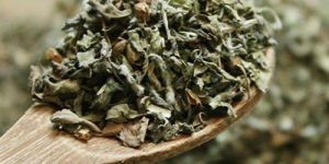 Tulsi Green Tea