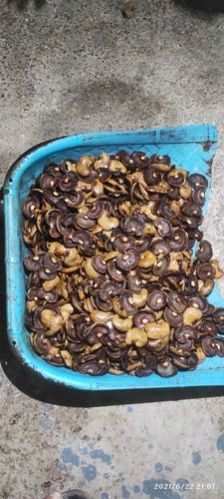 Cashew Nut Shell