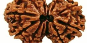 2 Mukhi Rudraksha Beads