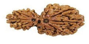Gauri Shankar Rudraksha