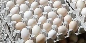 Fresh Eggs