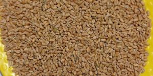 Wheat