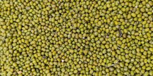 Green Mung Bean