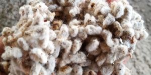 Cotton Seeds