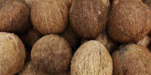 Semi Husked Coconuts