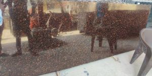 Brown Polished Bagera Granite