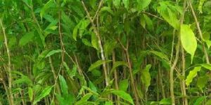 Agarwood Plant