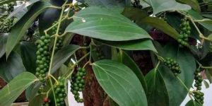 Black Pepper Plant
