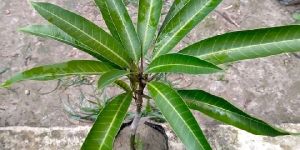 Mango Plant
