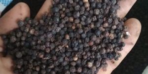 Black Pepper Seeds