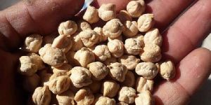 White Chickpeas